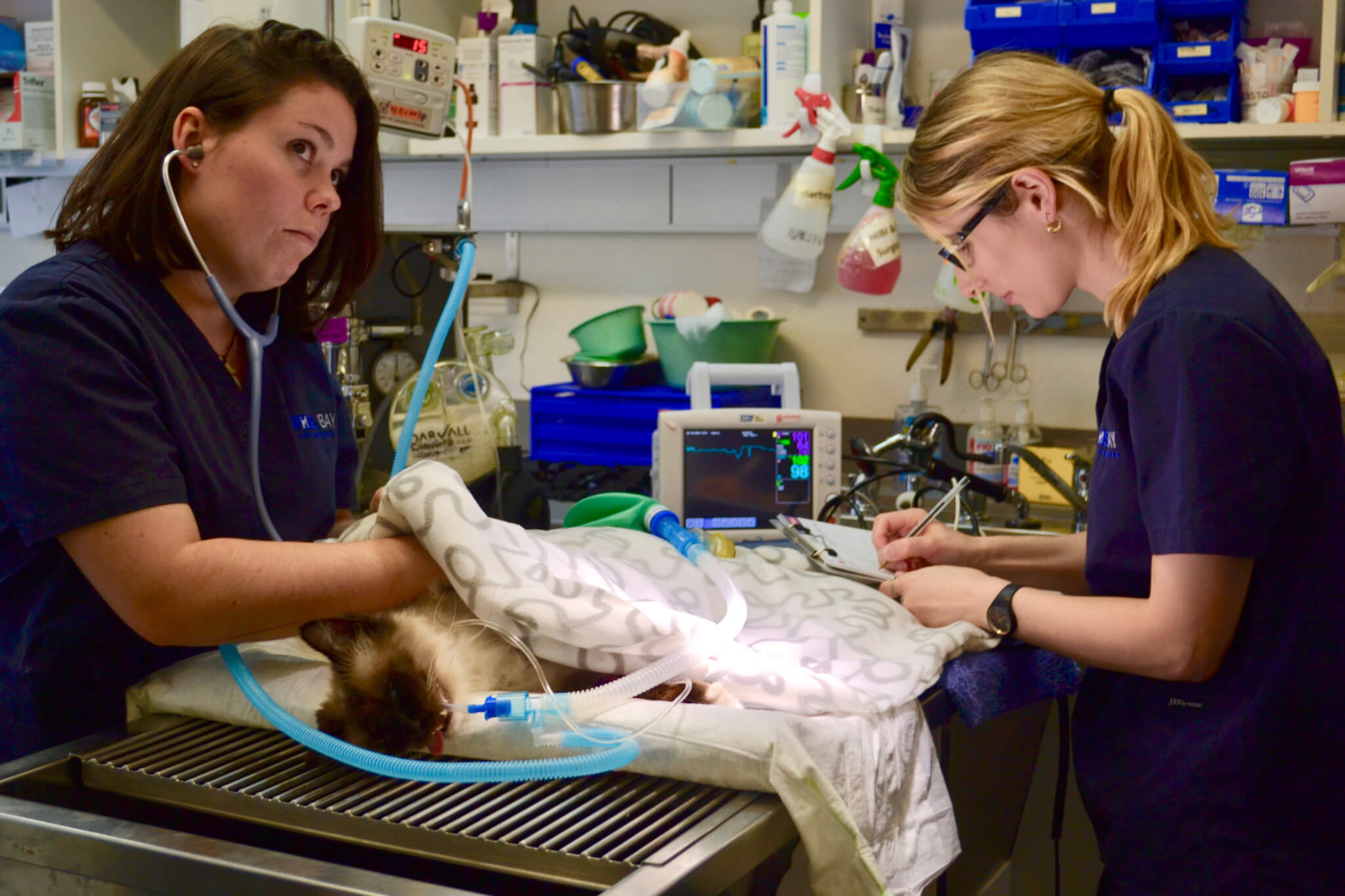 Rose Bay Vet Hospital